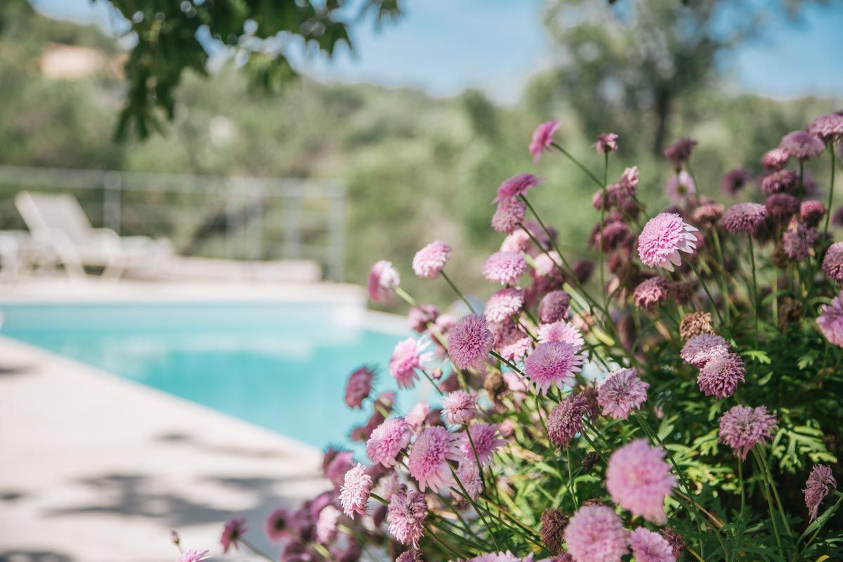 Pink flowers framing the turquoise pool at Mistral House